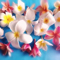 プルメリア,フランジパニ,pua melia,花のある暮らし,トロピカルの画像