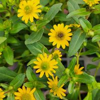 サンビタリア,癒し,可愛い花,お店の花,笑顔になる花の画像