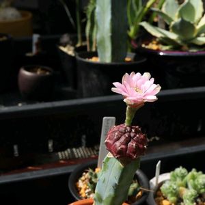 マクドガリー,ギムノカリキウム属,接ぎ木,カバ苗の画像