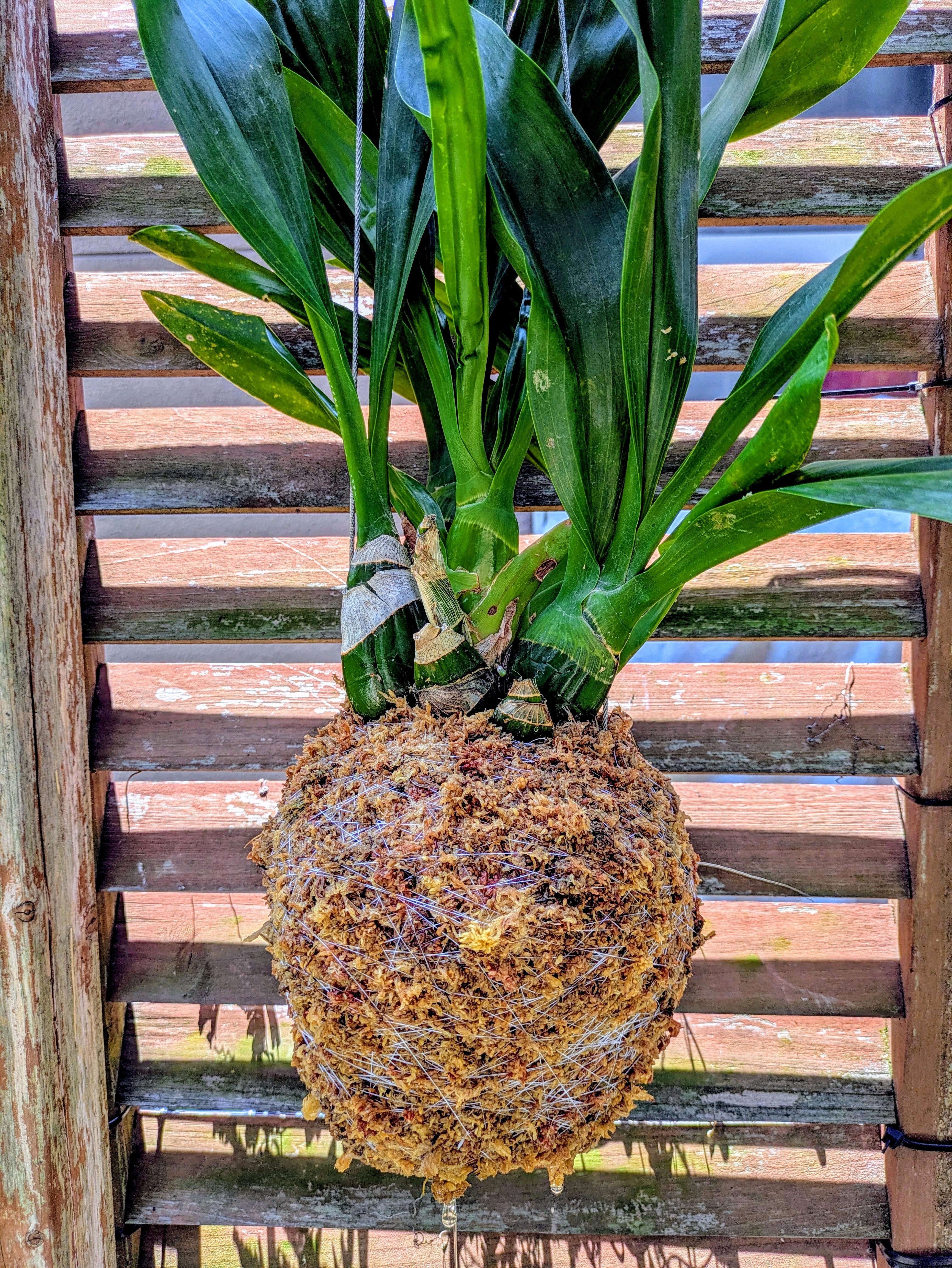 77さま専用 グラマトフィラム もじゃマトフィラム 蘭 ハンギング 観葉