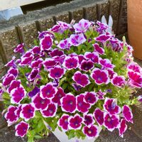 ペチュニア,サフィニア,スーパーチュニア,サフィニアアートあずきフラッペ,サフィニアブーケ小梅ちゃんの画像