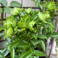 センニチコウ,ヒマワリ,ペンタス,ローズゼラニウム,カラミンサの画像