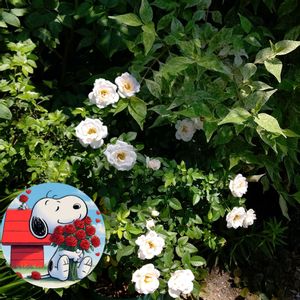 ミニバラ,花のある暮らし♡,毎月2日はスヌーピーの日の画像