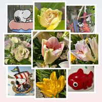 アジサイ,ウツギ,オシロイバナ,カンナ,テッポウユリの画像