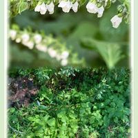 シソ,ムクゲ,赤紫蘇,ミニ薔薇♡,花のある暮らしの画像
