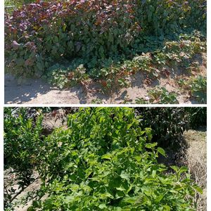 ミニバラ,青ジソ,赤ジソ,自宅の花,無農薬野菜の画像
