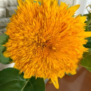 東北八重ひまわり,ひまわり,多肉植物,切り花,元気いっぱいの画像
