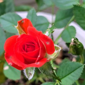 ガザニア,ガザニア,グラジオラス,グラジオラス,ミニ 薔薇の画像