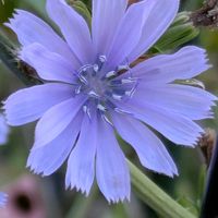 夏のお花,ハーブを楽しむ,癒しの植物,育てる楽しみ,青いお花の画像