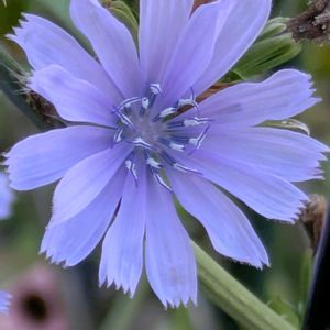 夏のお花,ハーブを楽しむ,癒しの植物,育てる楽しみ,青いお花の画像