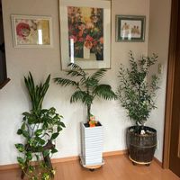 テーブルヤシ,オリーブの木,わが家の観葉植物❢の画像