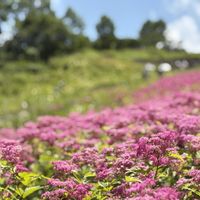 エーデルワイス,コマクサ,チングルマ,山野草,ハイキング・登山の画像