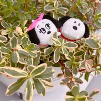 ポーチュラカ,斑入りキャットテール,斑入りポーチュラカ 華ミステリア,斑入り葉っぱ,斑入り好き♡の画像