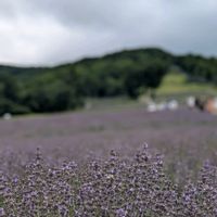 ラベンダー,快適,玉原ラベンダーパークの画像