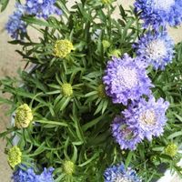 スカビオサ,マツムシソウ,スカビオサ ブルーバルーン,白い花,カレンダーの画像