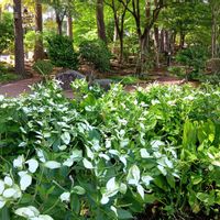 ハンゲショウ,半夏生,半夏生（カタシログサ）,多年草,水辺に咲くの画像