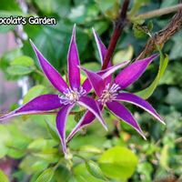 アンゲロニア,クレマチス,スカビオサ,バラ,ガーデニングの画像