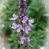 シソ,シソ,レモンバーベナ,青紫蘇,赤紫蘇の画像