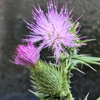 アザミ,ヒマワリ,ツゲ,花火,チョウトンボの画像