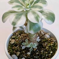 ルノーディーン,寄せ植え,多肉植物,葉挿し,リメ缶の画像