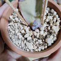 高砂の翁,多肉植物,葉挿し,初心者,ベランダの画像