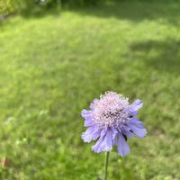 マツムシソウ,マツムシソウ(松虫草),山野草,ひるがの高原,ひるがの湿原植物園の画像