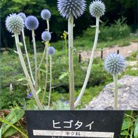 アサマフウロ,ヒゴタイ,タマアジサイ,フシグロセンノウ,六甲高山植物園の画像