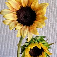 ヒマワリ,向日葵,白妙向日葵,向日葵プロカットプラム,種蒔きからAの画像