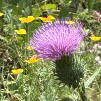 ハナビシソウ,ヒメリンゴ,アメリカオニアザミの画像