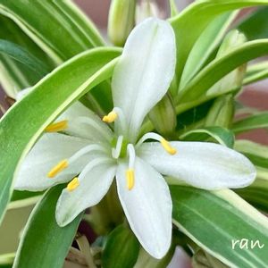 鉢植え,玄関脇の画像