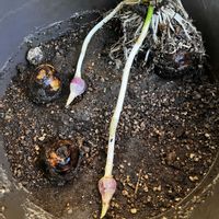 クワイ,慈姑の葉,裏庭,初体験の画像