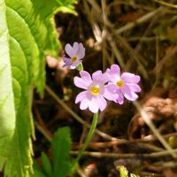 ユキワリソウ,高山植物,山野草,山歩き,花のある暮らしの画像