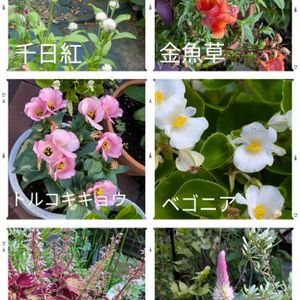 鉢植え,うちの子,今日の庭から,有り難う‼️,世界の平和を願うの画像