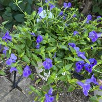 夜香木,夜香木,ナイト ジャスミン,ナイト ジャスミン,PWスーパートレニアカタリーナブルーリバーの画像