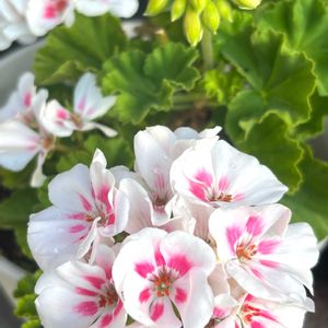 鉢植え,花のある暮らし,小さな庭,庭の画像
