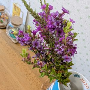 ミソハギ,鉢植え,お盆,畑,トイレ・洗面所の画像