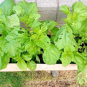レタス,大葉,プランター,家庭菜園の画像