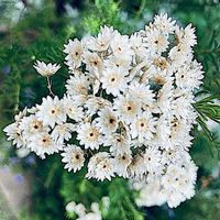 ライスフラワー,ライスフラワー,白い花,キク科,花のある暮らしの画像