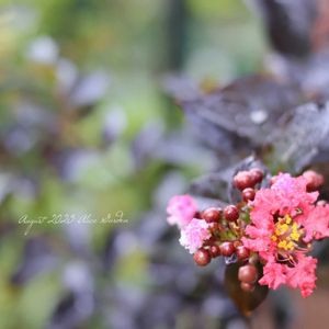 サルスベリ,百日紅　サンセットマジック,赤い花,鉢植え,花のある暮らしの画像