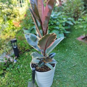 ゴムの木,サンセベリア,観葉植物,鉢植え,ガーデニングの画像