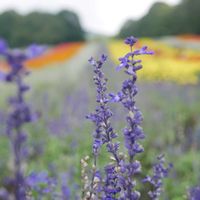 ラベンダー,可愛い,お花畑    ,小雨,ミラーレス一眼の画像