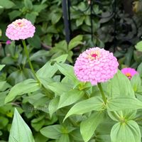 ジニア,しろかのこゆり,夜香木,夜香木 ☾ナイトジャスミン☽,朝顔 江戸絞りの画像