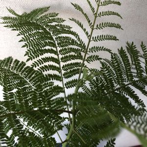 ジャカランダ,鉢植え,緑のある暮らし,植物のある暮らし,おうち園芸の画像