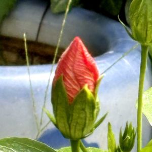 鉢植え,ハイビスカス ❁,小さな庭の画像
