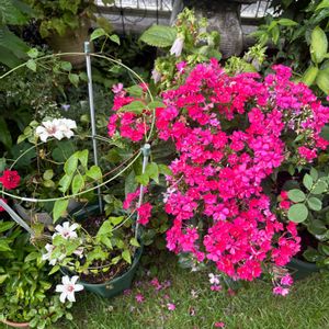 宿根フロックス,宿根フロックス,鉢植え,庭の画像