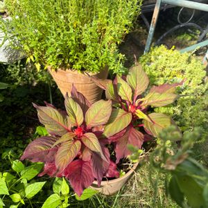 ケイトウ セロシア,ケイトウ セロシア,鉢植え,こぼれダネ,庭の画像