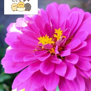 百日草,ピンクの花,プランター栽培,種からの栽培,小さな庭の画像