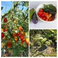 イタリアンパセリ,子持ち蓮華,コーラルカーペット,アイコ,自宅の花の画像