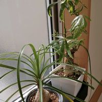 パキラ,トックリラン,観葉植物,ガーデニング,ホムセンの画像