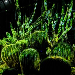 植物園,温室,ライトアップの画像